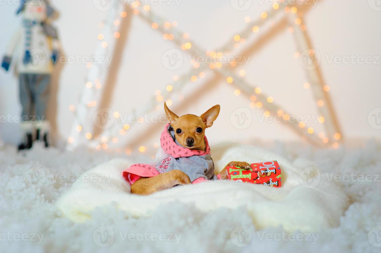 toy terrier sitting on artificial snow photo
