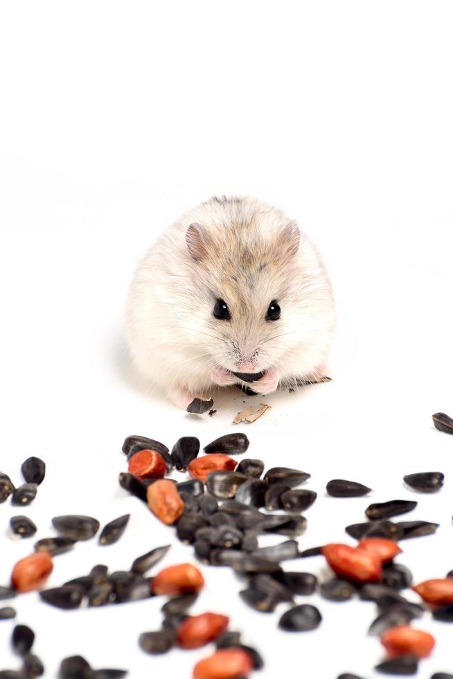 Jungar hamster on a white background photo