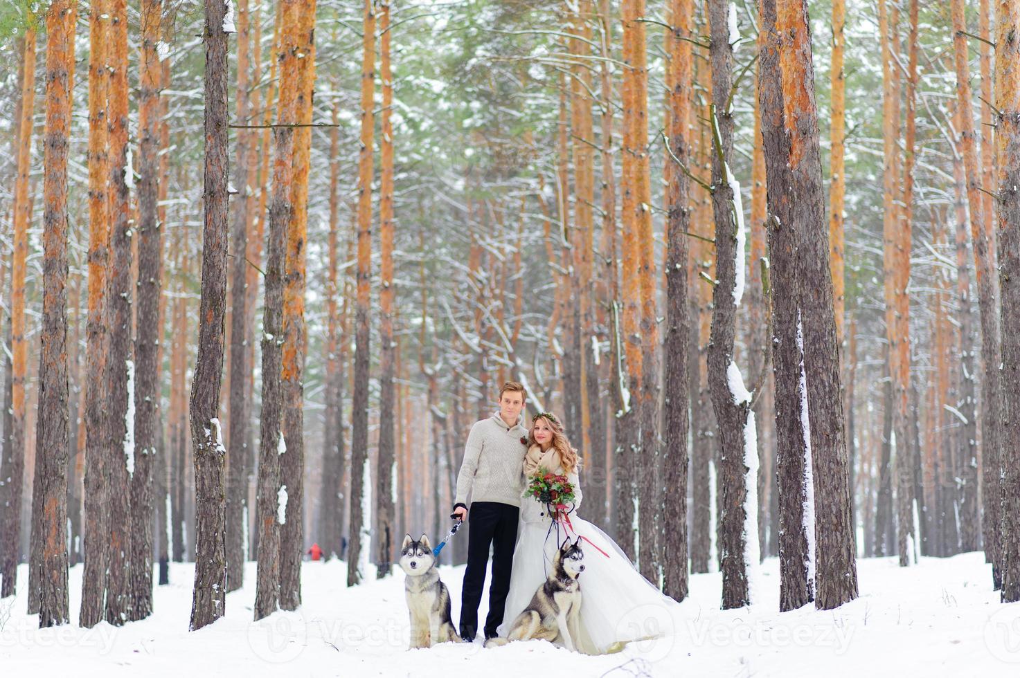 Cheerful newlyweds walks on the trail in the snowy forest with two siberian dogs. Winter wedding. Artwork. Copy space photo