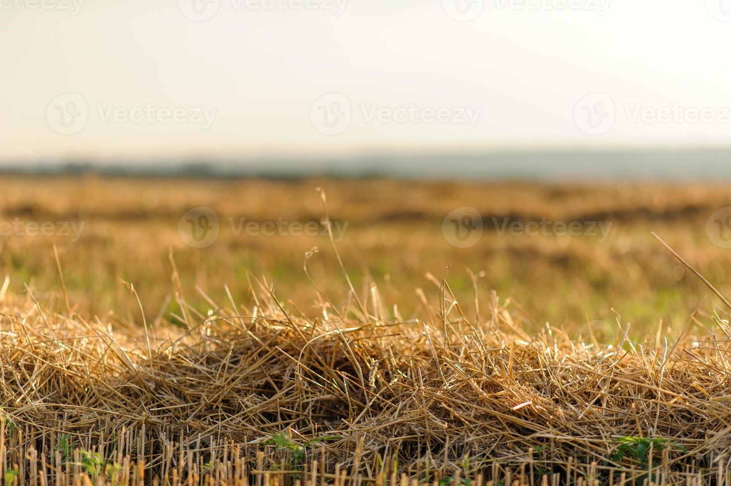 Adult farmer and wife spend time in the field. The man is sitting. A woman stands next to him and hugs him. A woman kisses her husband on the head. photo