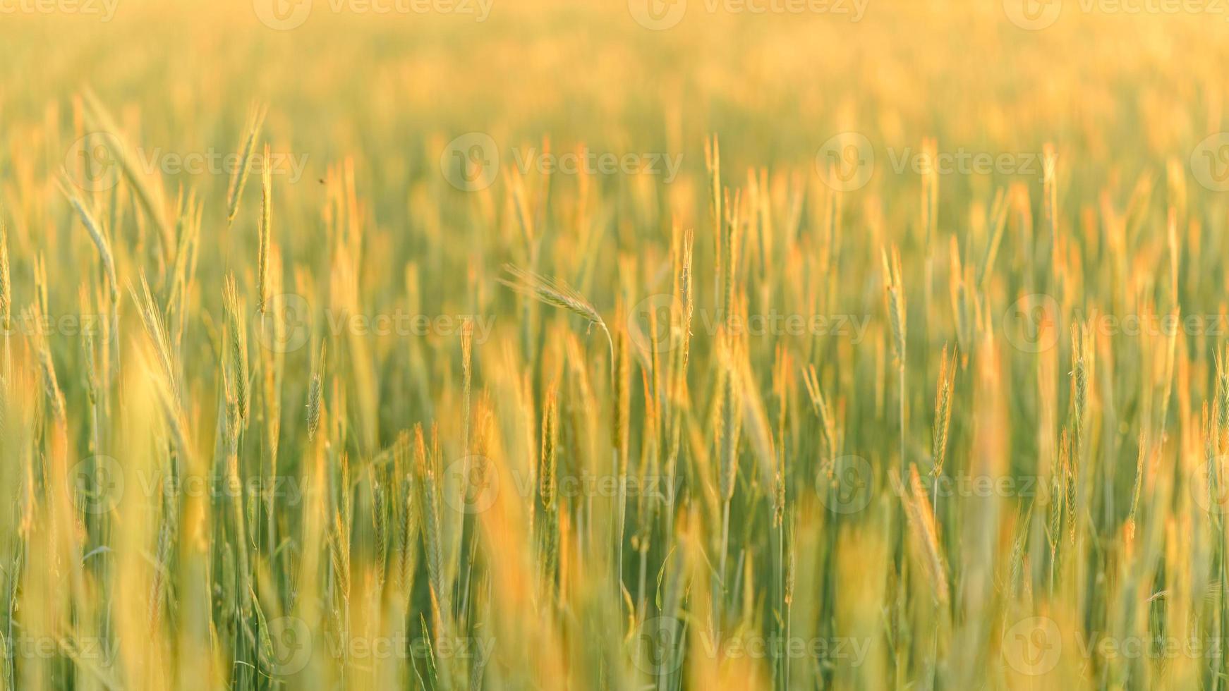 novia y novio en un campo de trigo. la pareja se abraza al atardecer foto