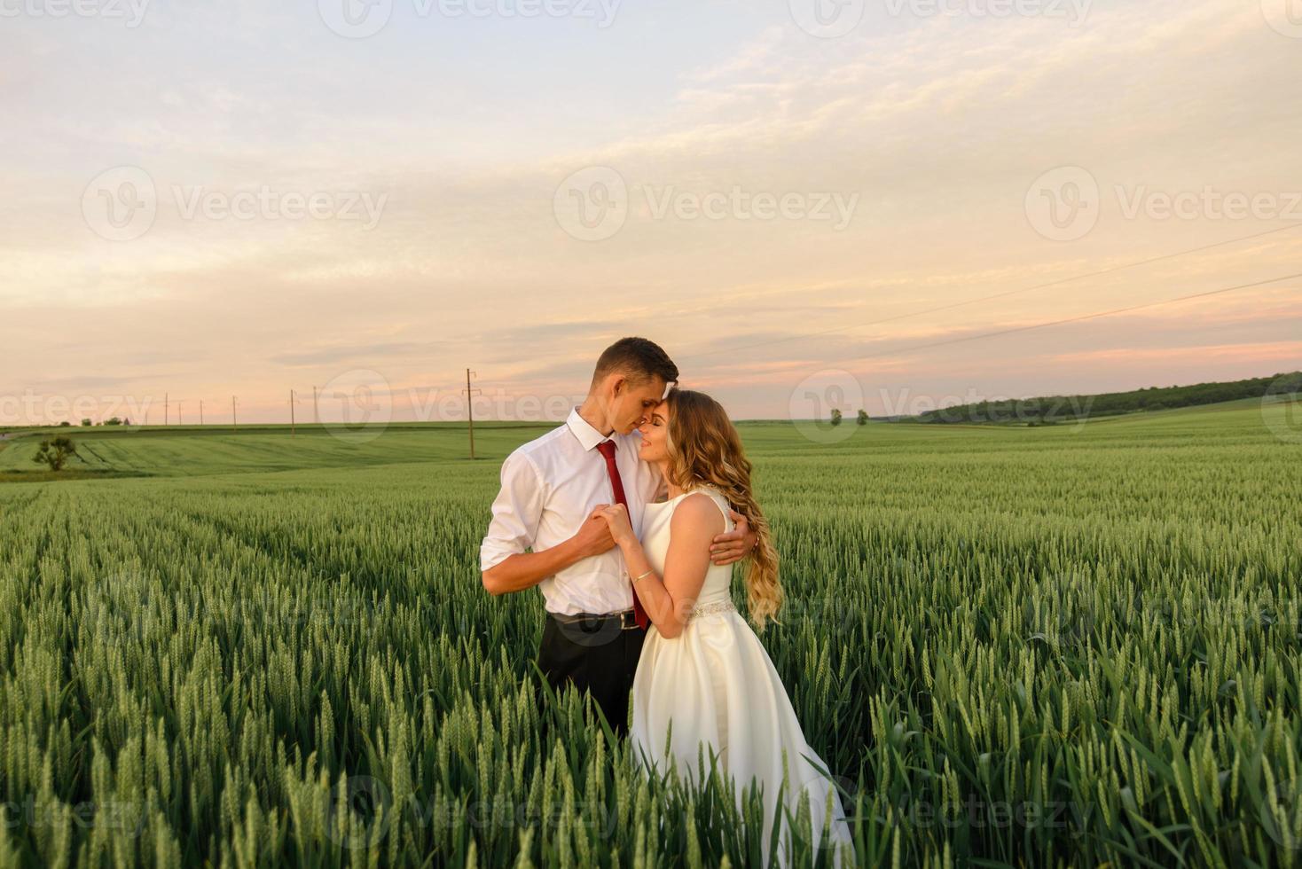 Bride and groom in a wheat field. The couple hugs during sunset photo