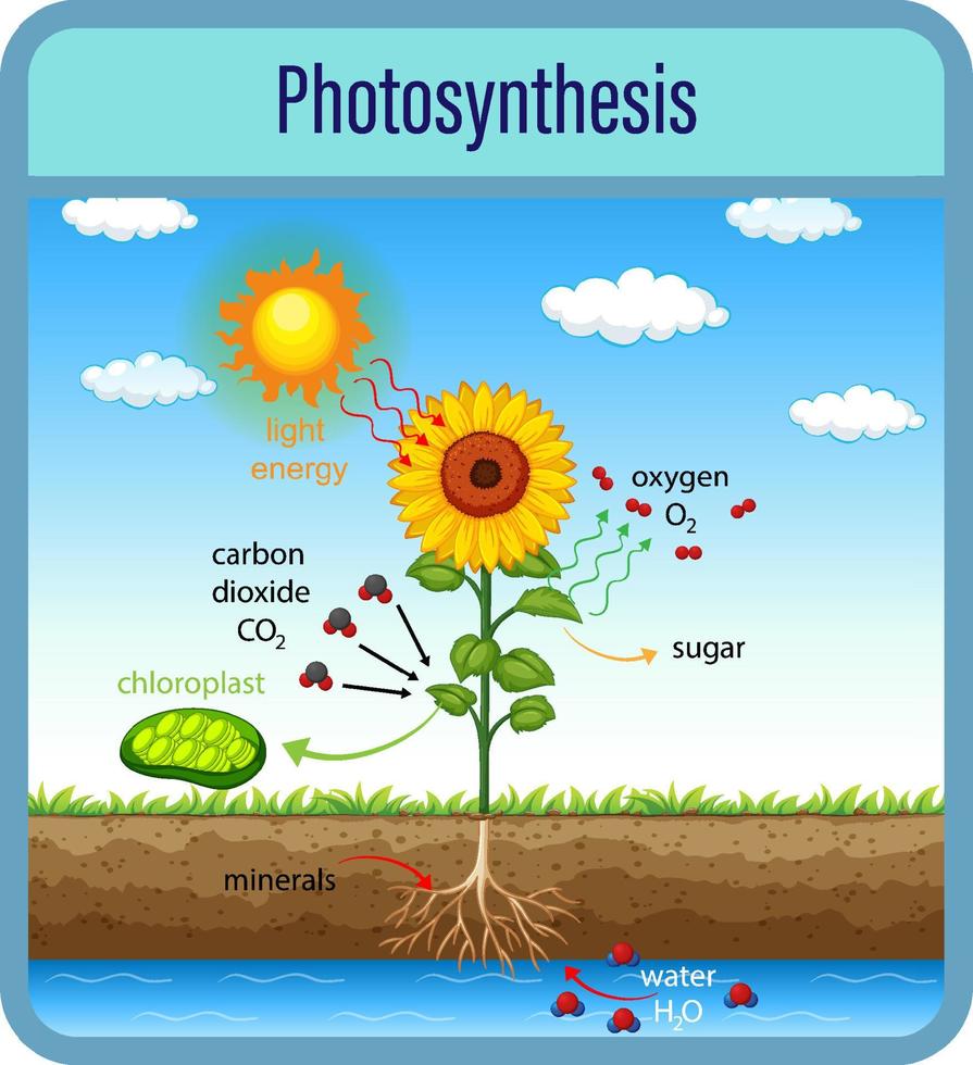 diagrama que muestra el proceso de fotosíntesis con plantas y células vector