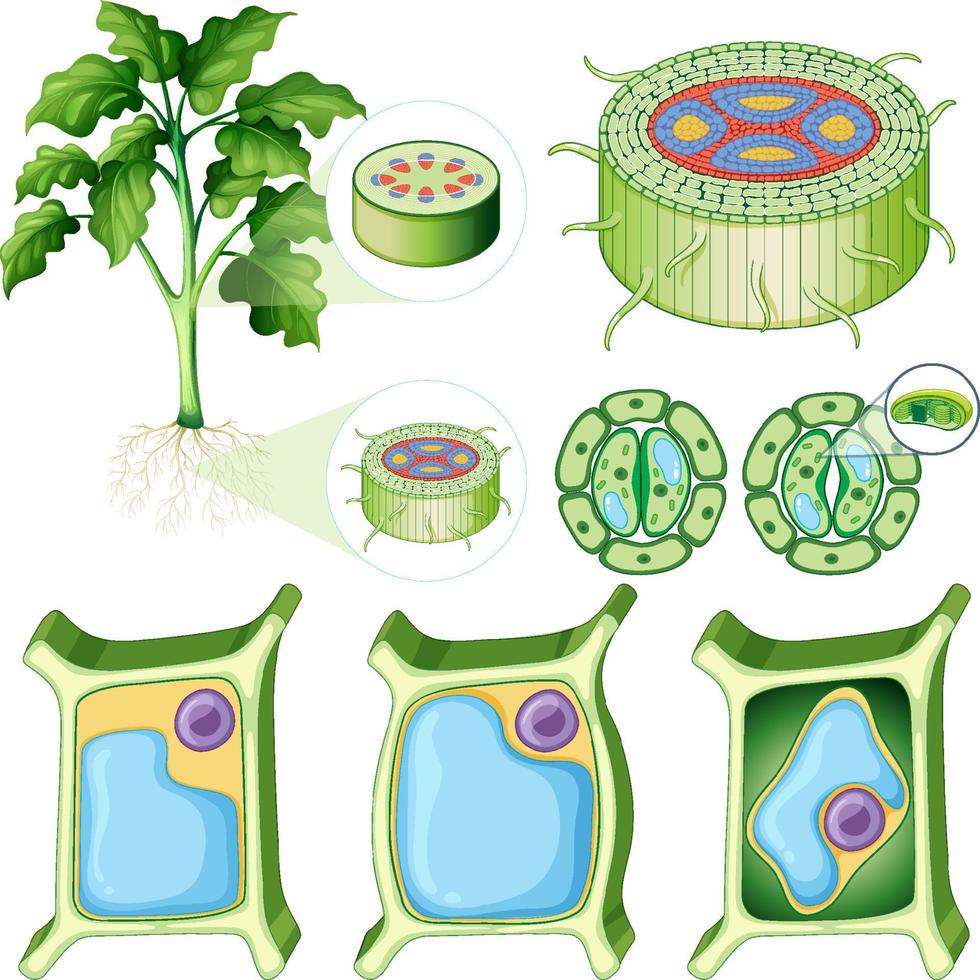 conjunto de diferentes células vegetales vector