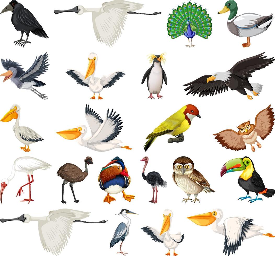 Different kinds of birds collection vector