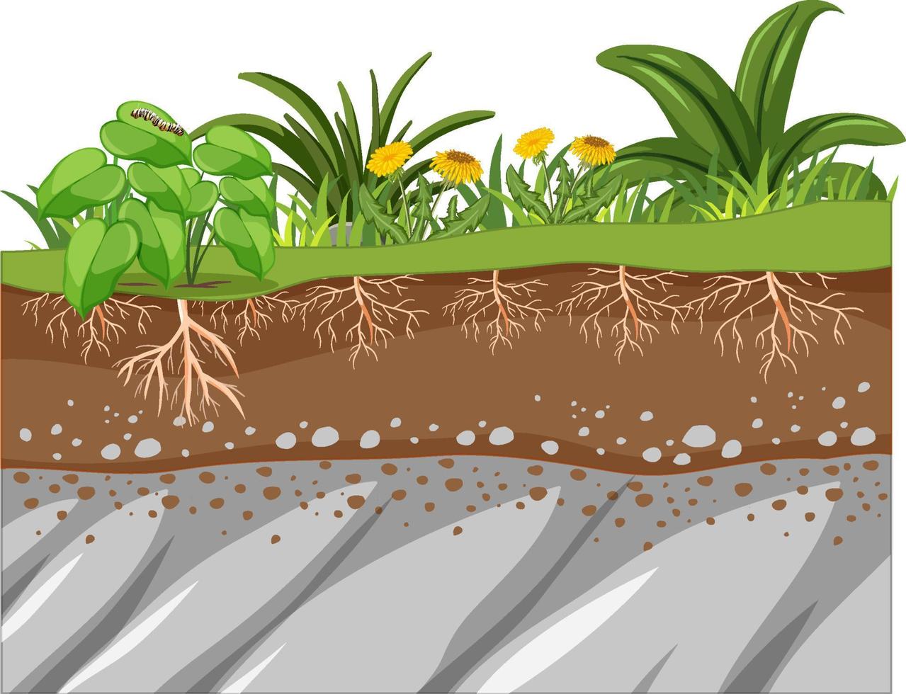 Scientific education of plant and its root vector