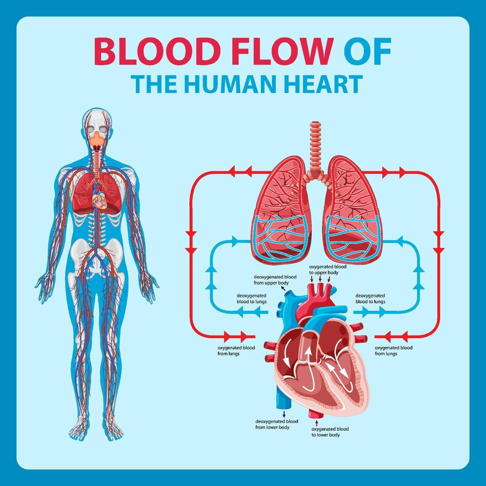 diagrama del flujo de sangre en el corazón humano vector