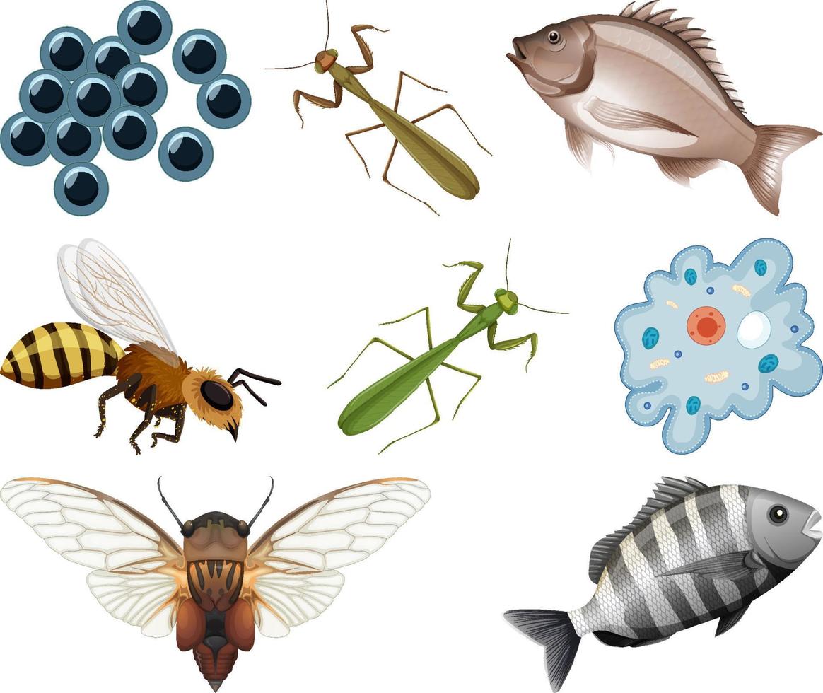 diferentes tipos de insectos y animales sobre fondo blanco vector