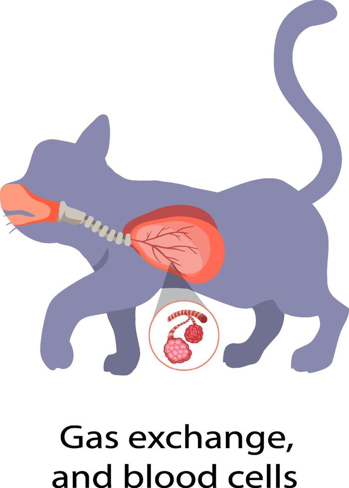 Diagram showing gas exchange and blood cells vector