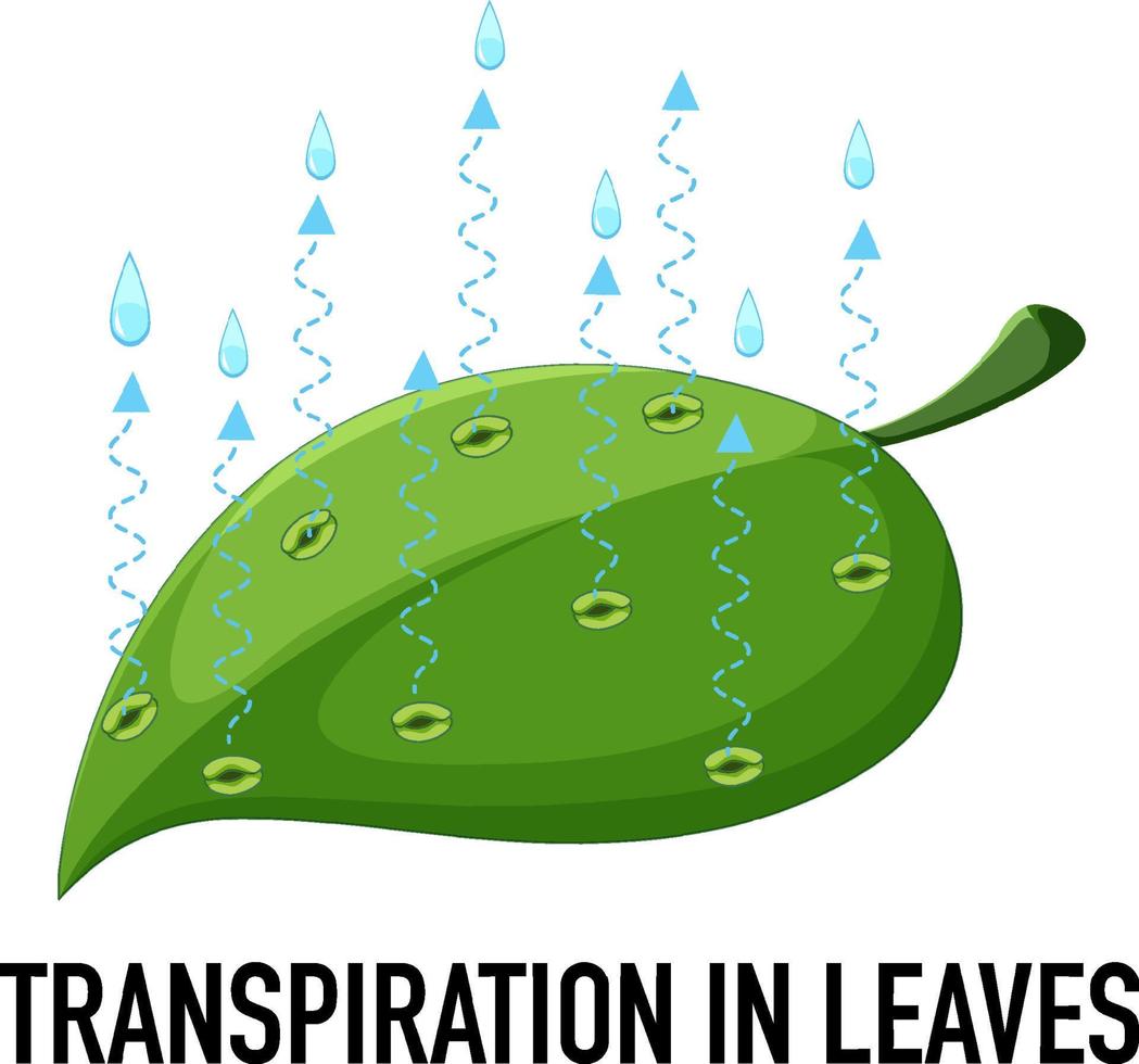 Science concept with transpiration in leaves vector