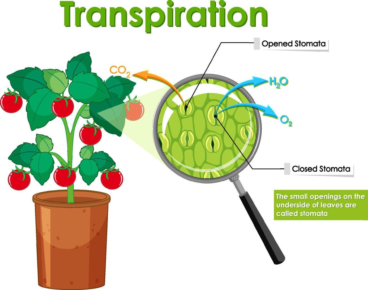 Diagram showing transpiration in plant vector