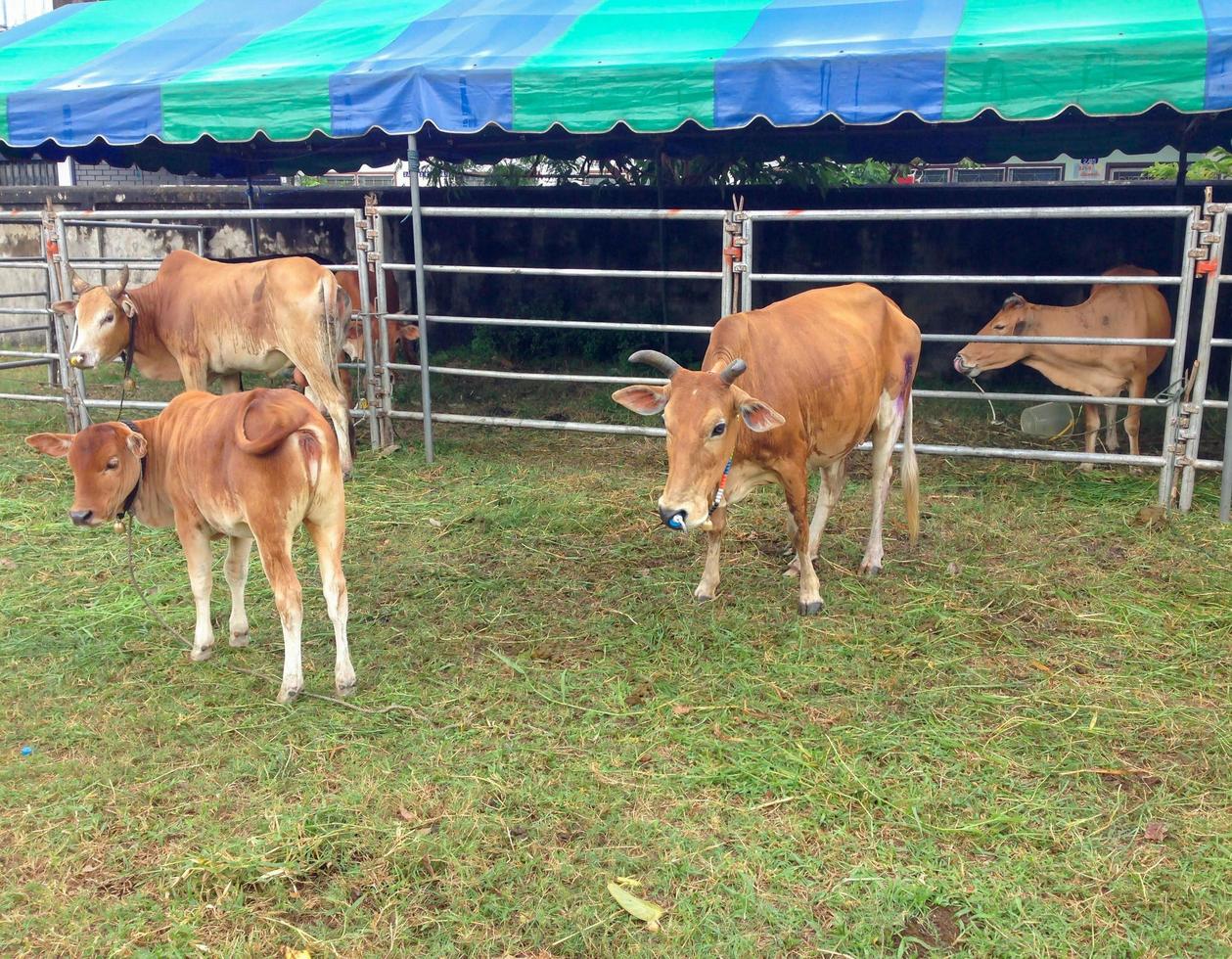 Several cows eating grass photo