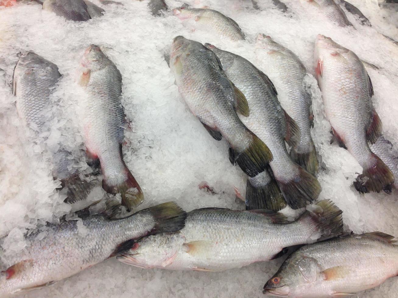 Many fish freezing photo