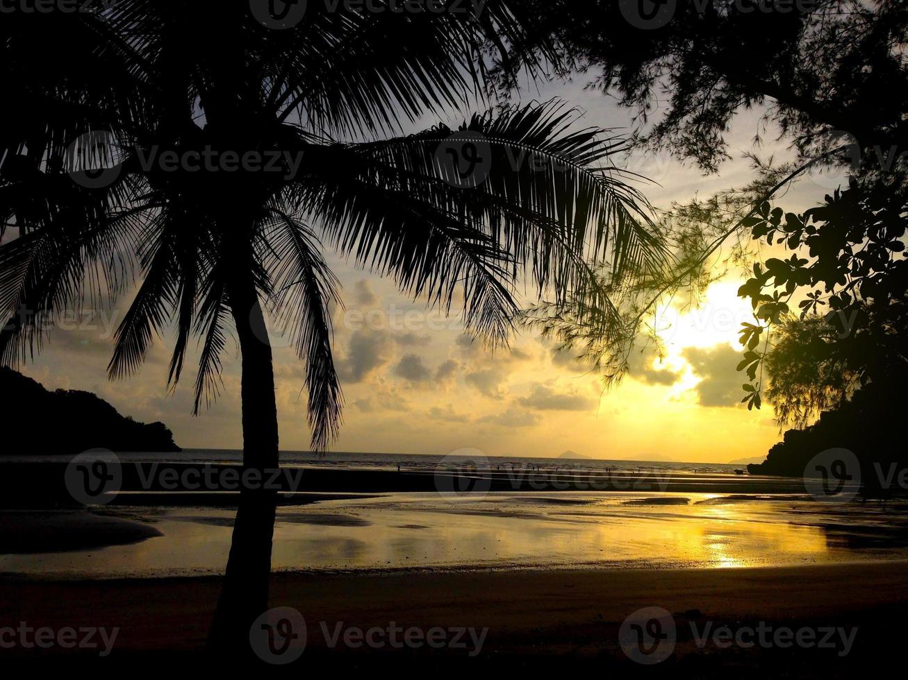 silueta de cocoteros en la playa foto