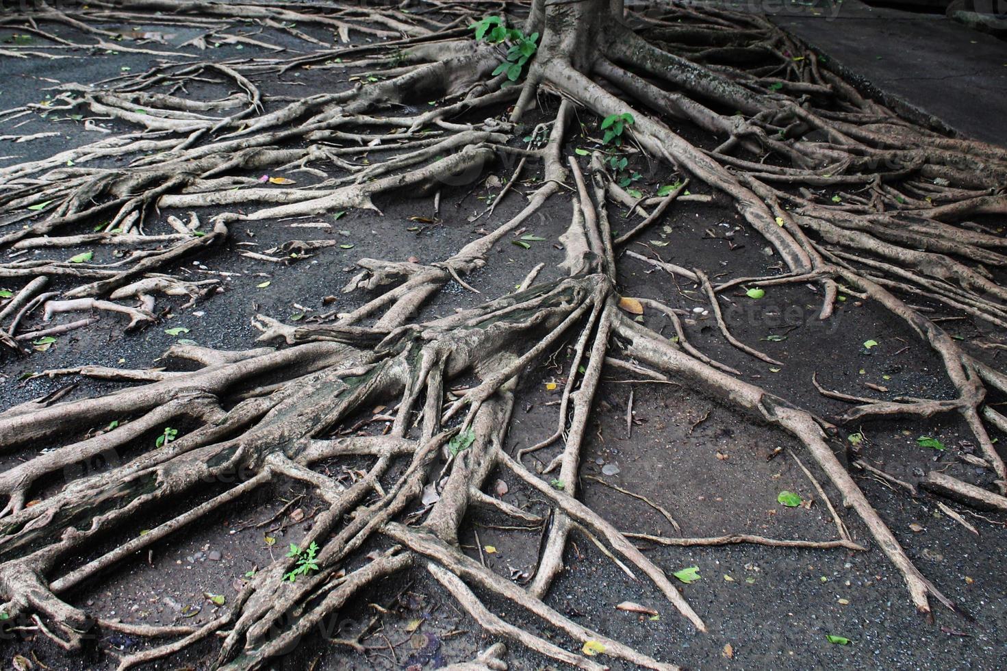 Many tree roots Natural background photo