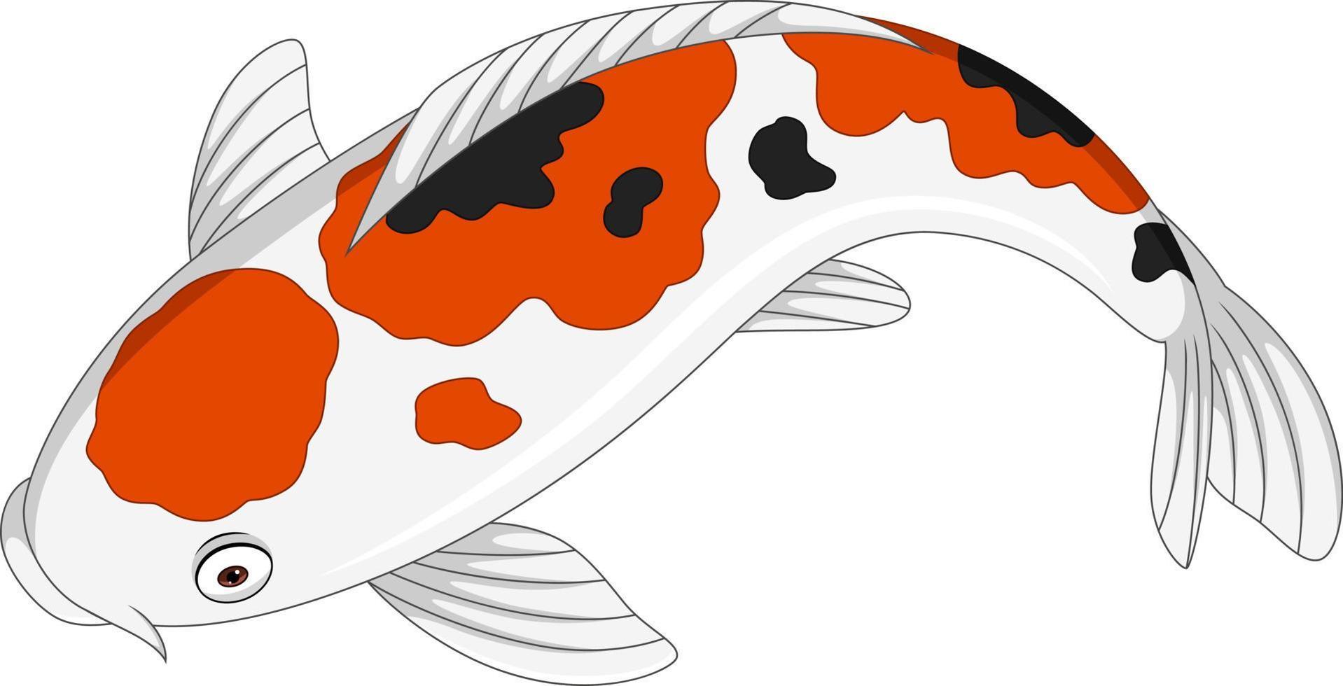 Cartoon cute koi fish on white background vector