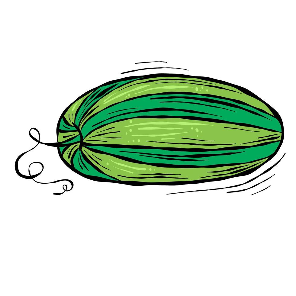 Hand drawn sketch with watermelon vector