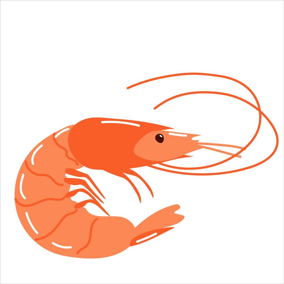 One orange delicious shrimp vector