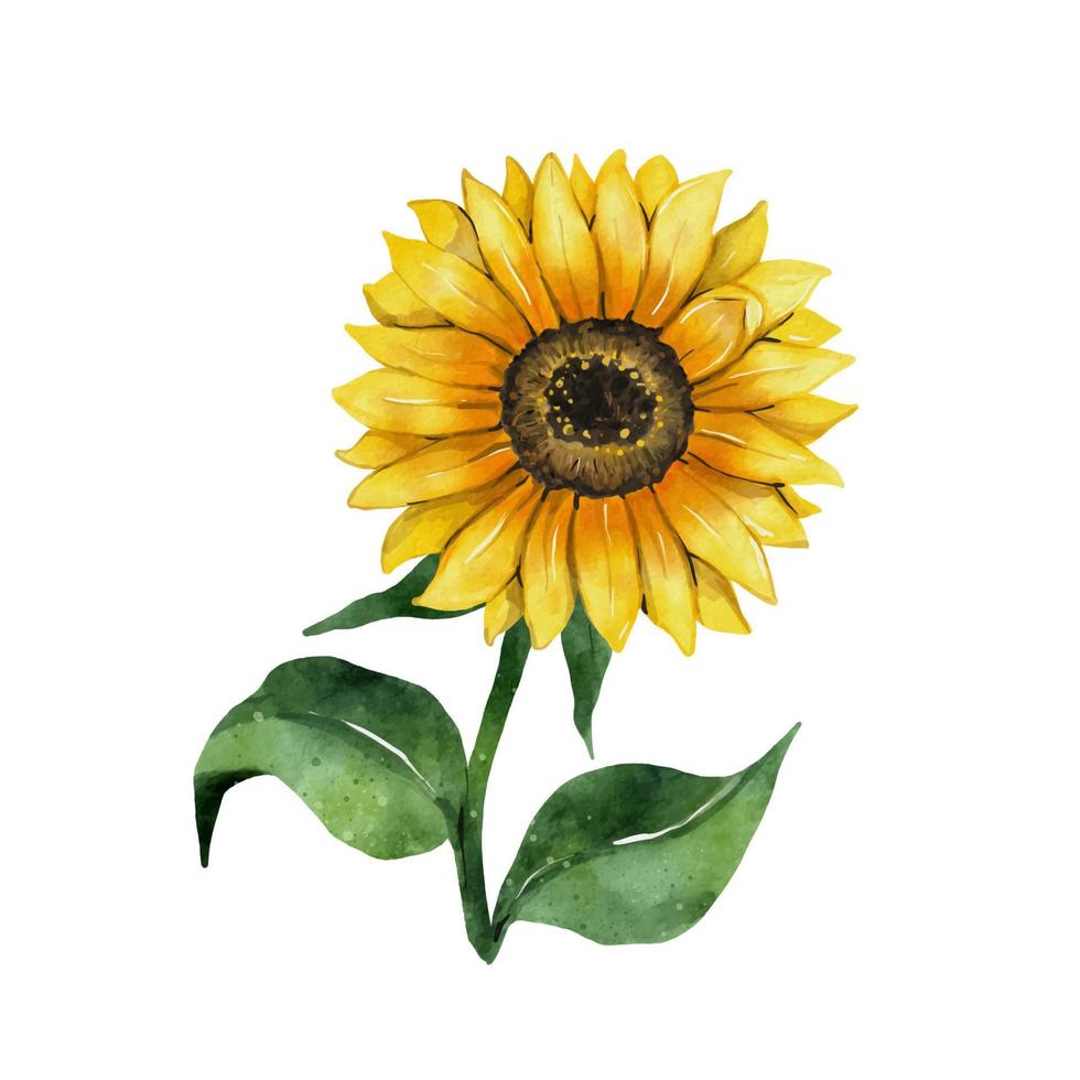 Sunflower watercolor drawing. Yellow flower isolated on white background. Hand drawn floral vector illustration