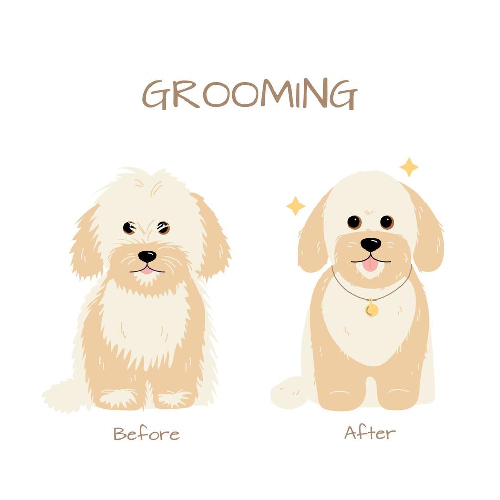 Grooming salon. Maltese miniature Poodle dog trimming before and after. vector