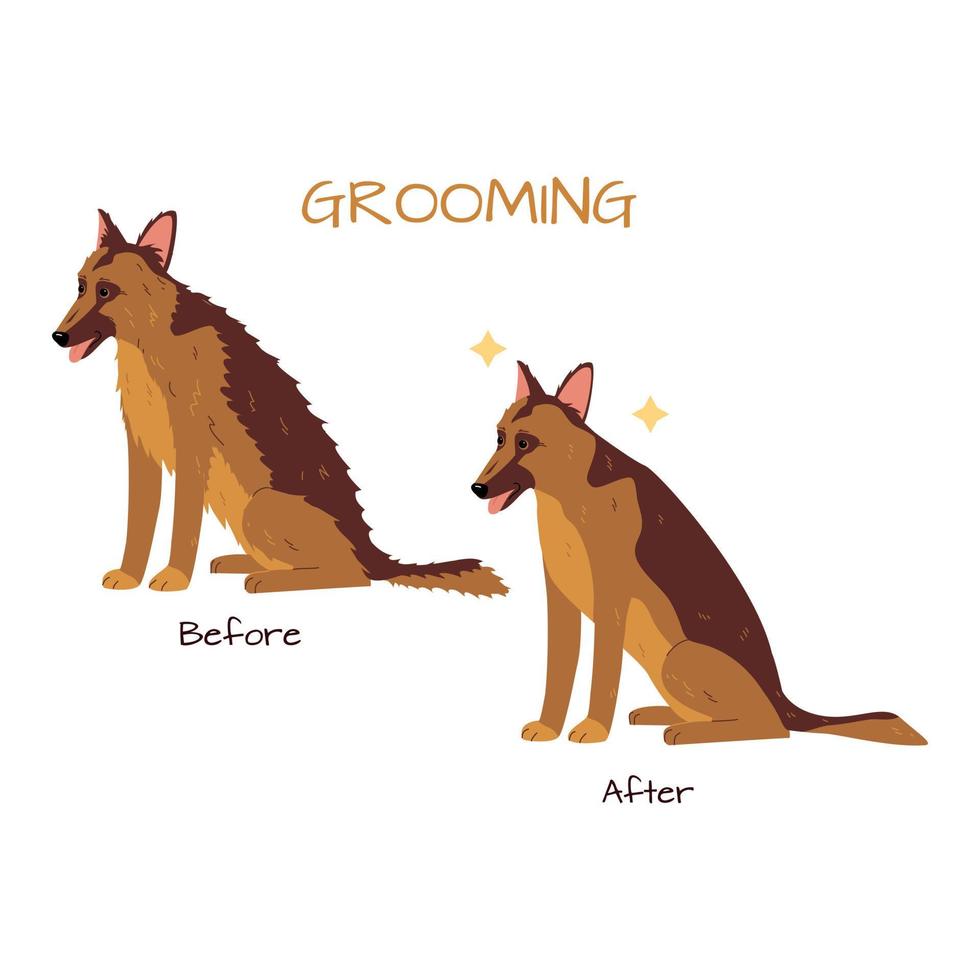 Grooming salon. Shepherd dog trimming before and after vector