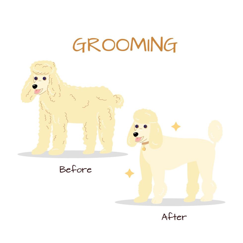 Grooming salon. Poodle dog trimming before and after vector