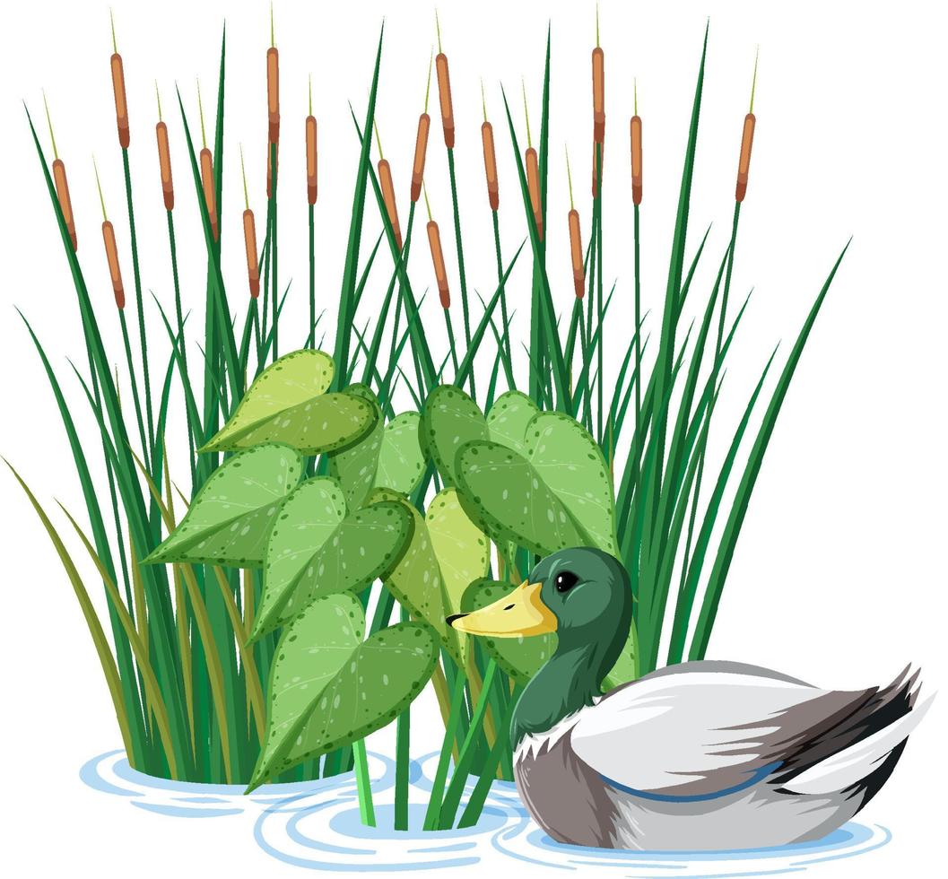 Duck swimming in the pond vector