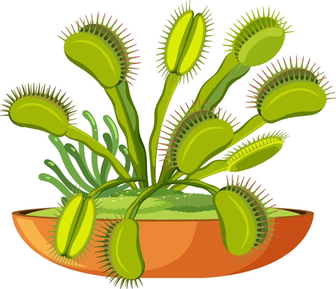 Venus flytrap carnivorous plant  and insect vector