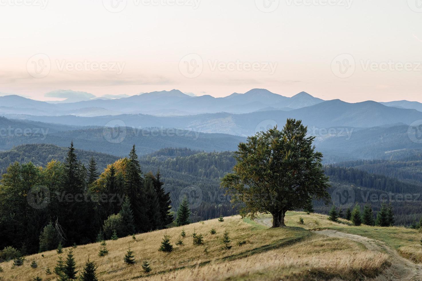 Majestic alone beech tree on a hill slope with sunny beams at mountain valley. Dramatic colorful morning scene. Red and yellow autumn leaves. Carpathians, Ukraine, Europe. Beauty world. photo