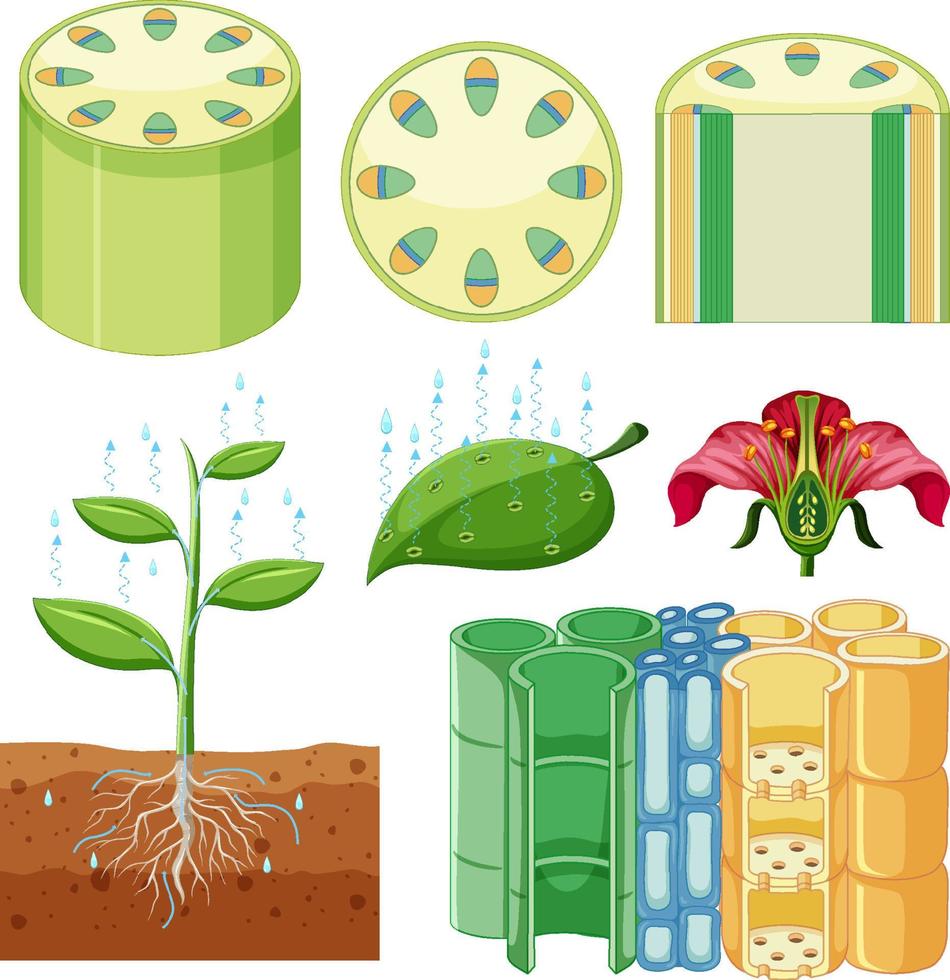 Set of different plant cells vector