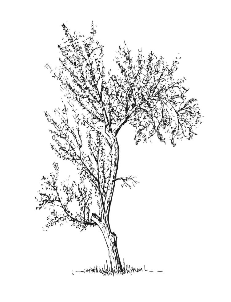 bosquejo, árbol, aislado, blanco, plano de fondo vector