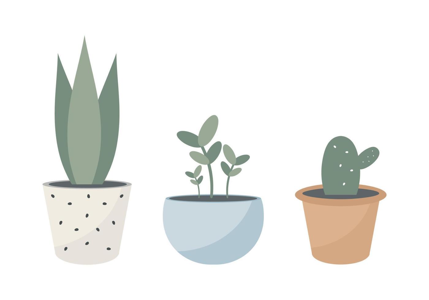 Home plants in pots. Vector illustration.