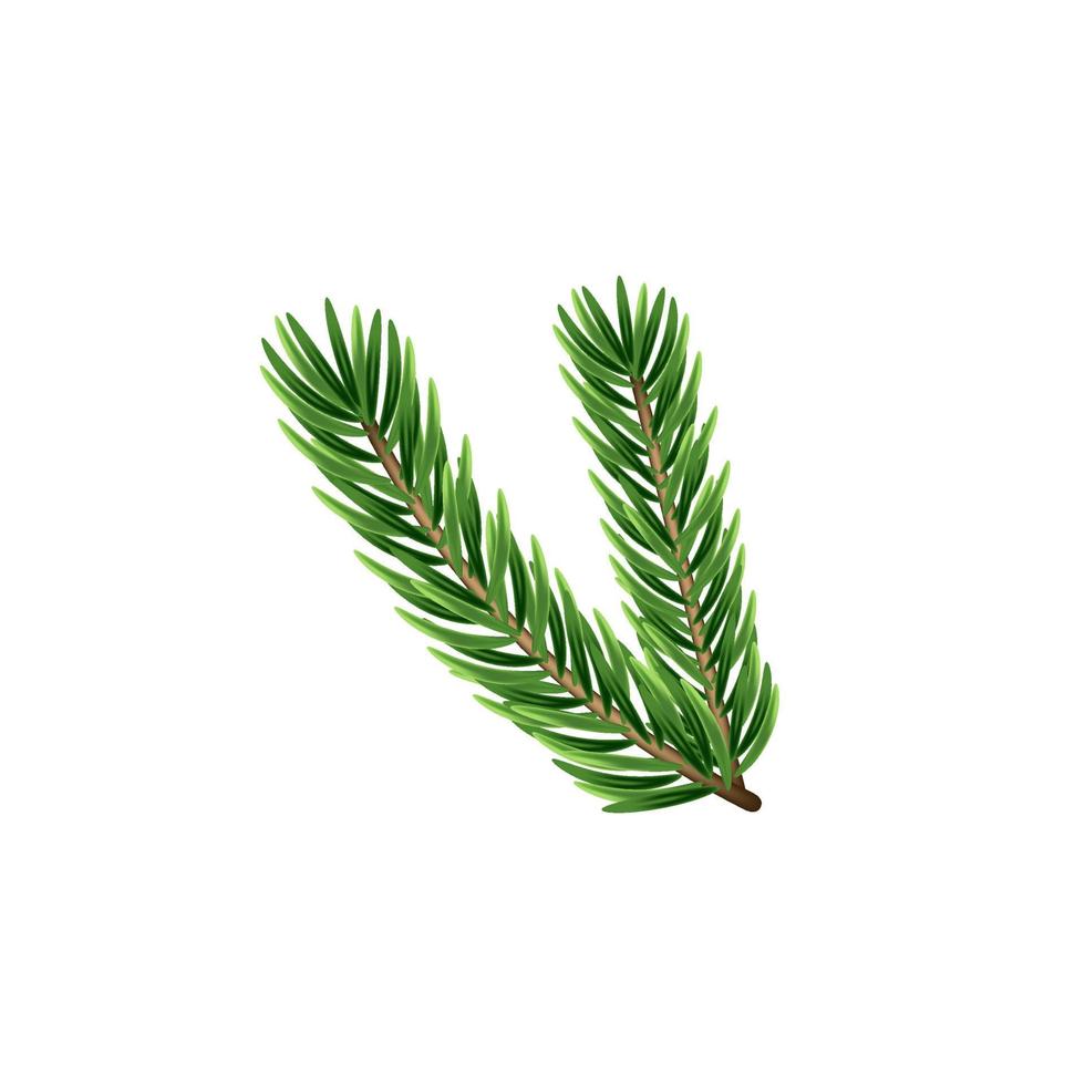 Pine tree branches isolated on white. Vector illustration.