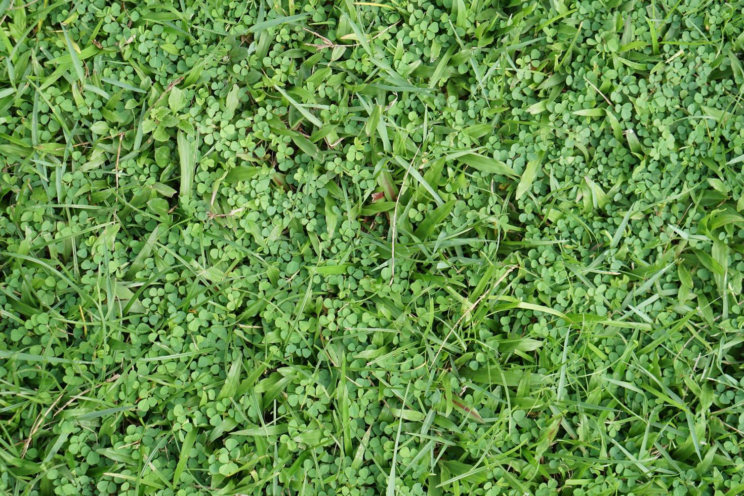 fondo de hierba verde en el campo de fútbol foto