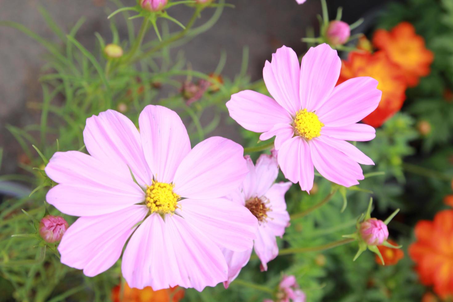 Cosmos are annual flowers with colorful photo