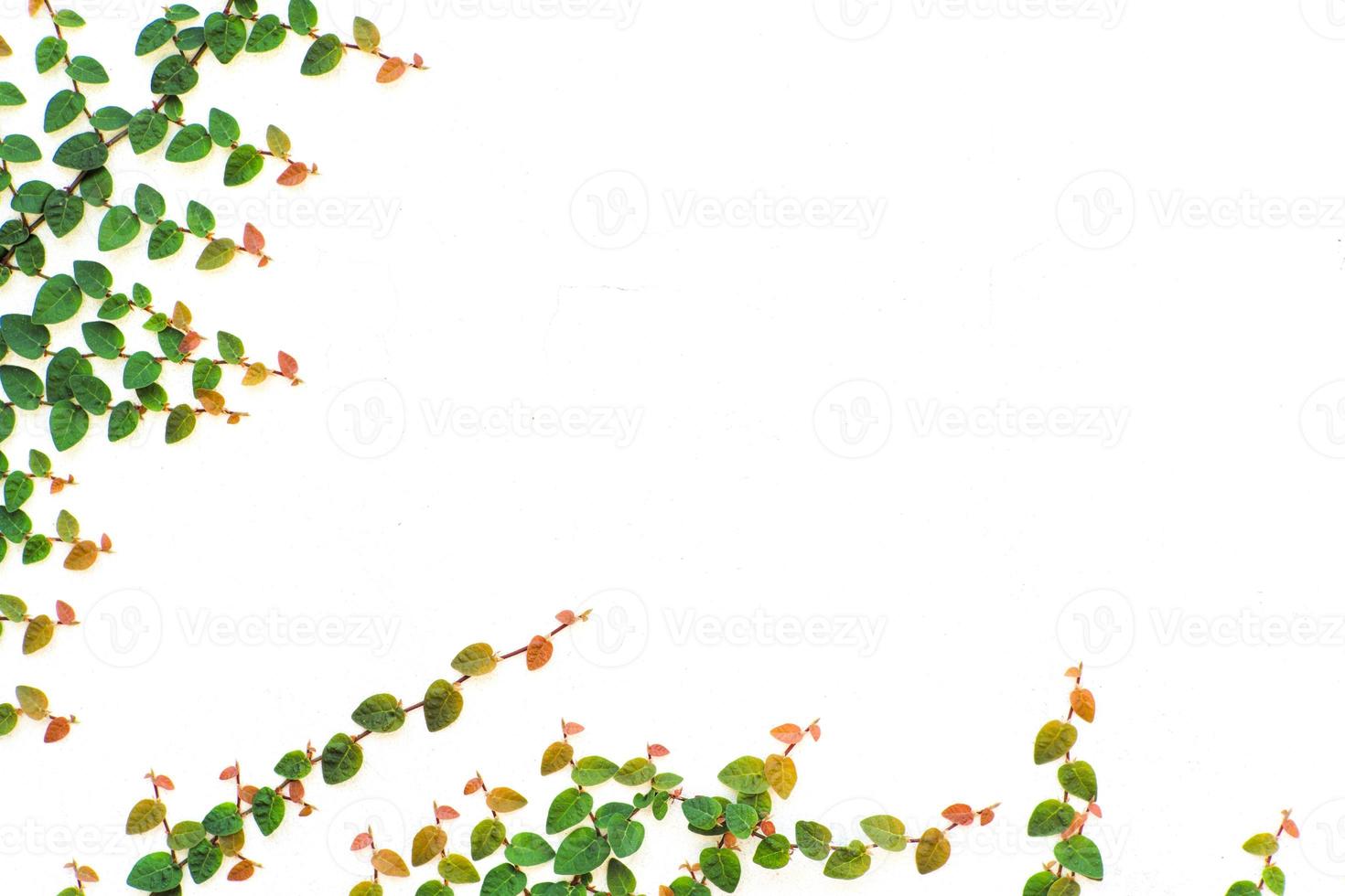 Many branches of climbing fig tree growing on the white wall with space for adding text. Wallpaper and template for card and presentation photo
