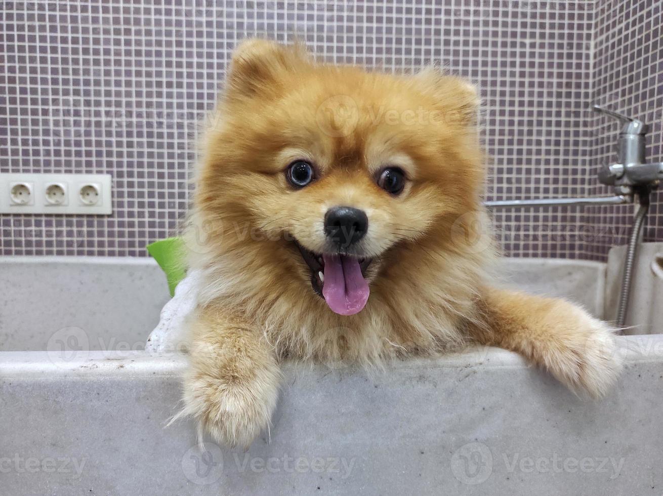 dog spitz in a bath for washing. grooming dogs photo