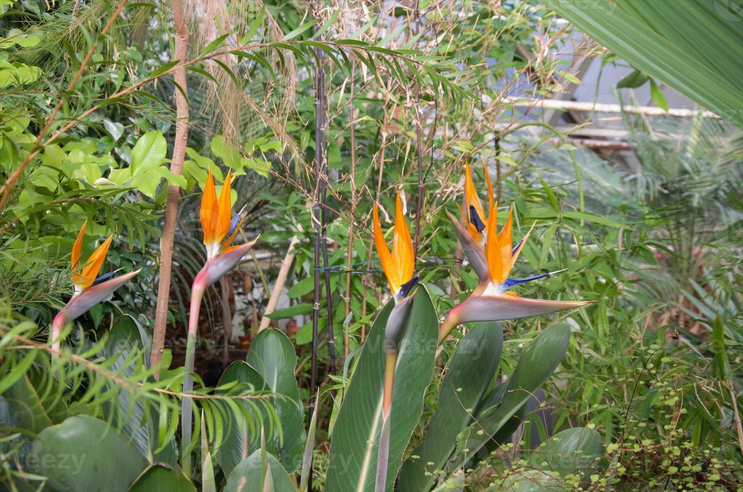 Strelitzia is a herbaceous perennial beautiful unusual plant. Interesting orange flower as a bird of paradise photo