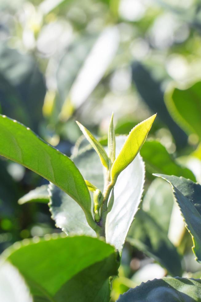 Beautiful green tea crop leaf in the morning with sun flare sunlight, fresh sprout on the tree plant design concept, close up, macro. photo