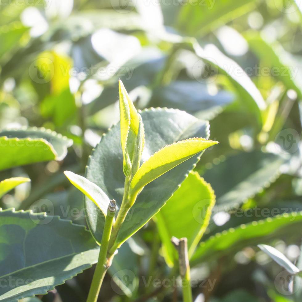 Beautiful green tea crop leaf in the morning with sun flare sunlight, fresh sprout on the tree plant design concept, close up, macro. photo