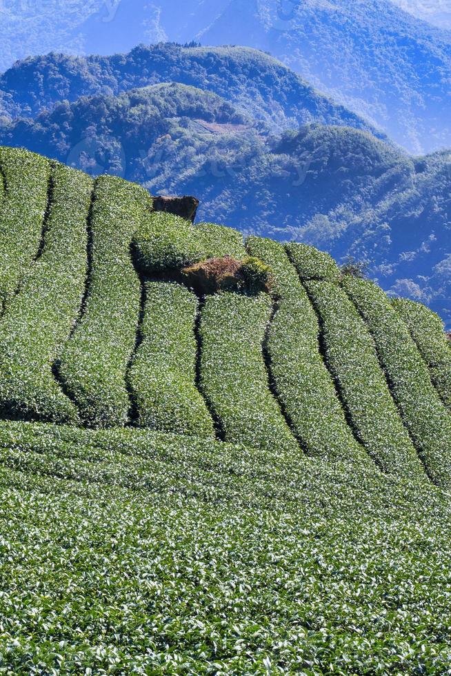 hermosa escena de filas de jardín de té aislada con cielo azul y nube, concepto de diseño para el fondo del producto de té, espacio de copia, vista aérea foto