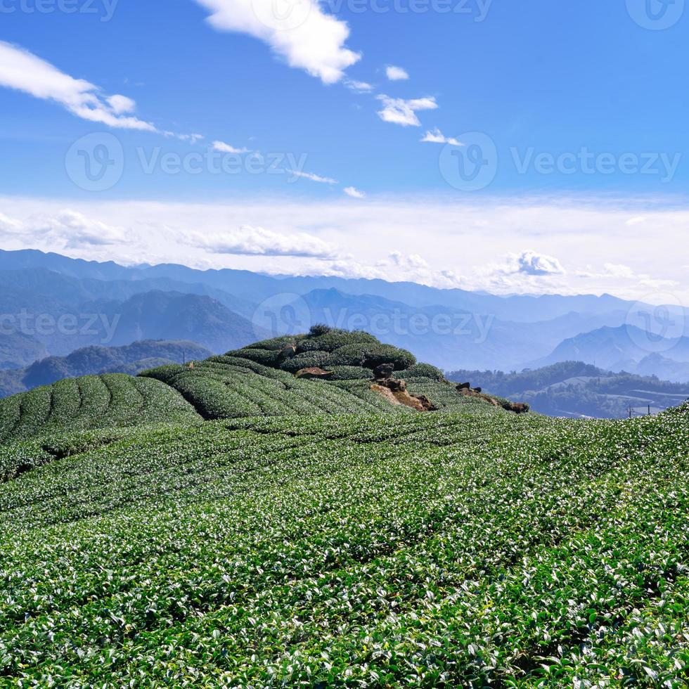hermosa escena de filas de jardín de té aislada con cielo azul y nube, concepto de diseño para el fondo del producto de té, espacio de copia, vista aérea foto