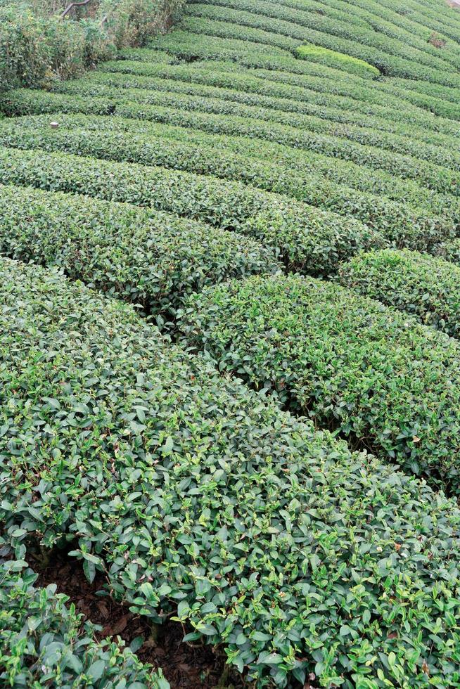 Beautiful green tea crop garden rows scene with blue sky and cloud, design concept for the fresh tea product background, copy space. photo