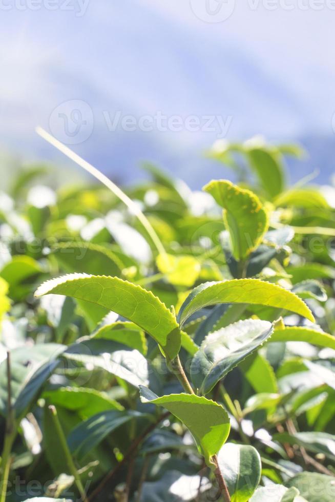 Beautiful green tea crop garden rows scene with blue sky and cloud, design concept for the fresh tea product background, copy space. photo