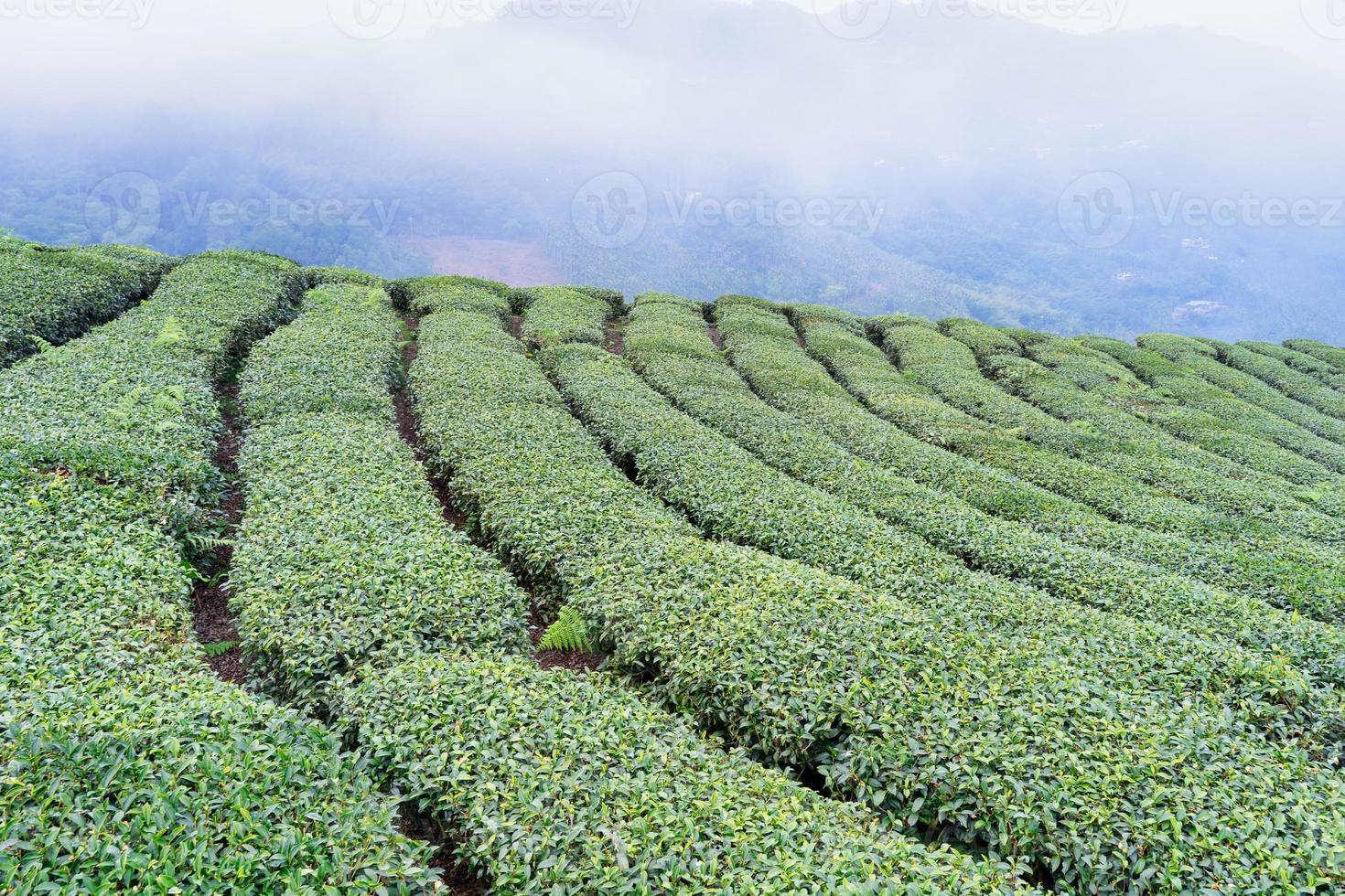Beautiful green tea crop garden rows scene with blue sky and cloud, design concept for the fresh tea product background, copy space. photo