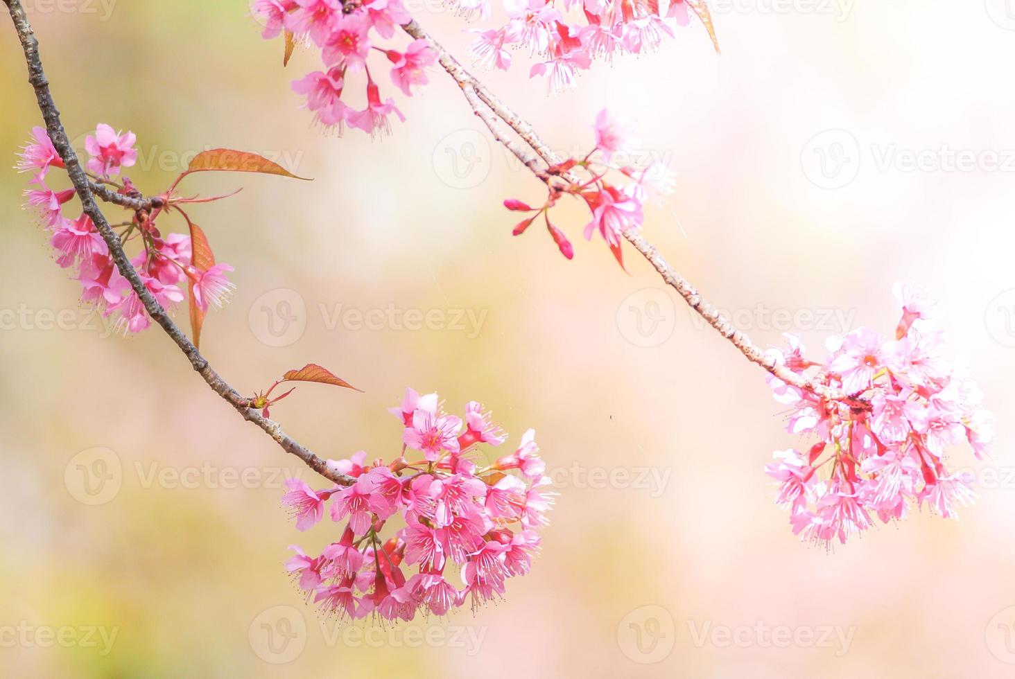 flor de cerezo en primavera con enfoque suave, flor de cerezo de primavera borrosa sin foco, fondo de flor de bokeh, fondo de flor pastel y suave. foto