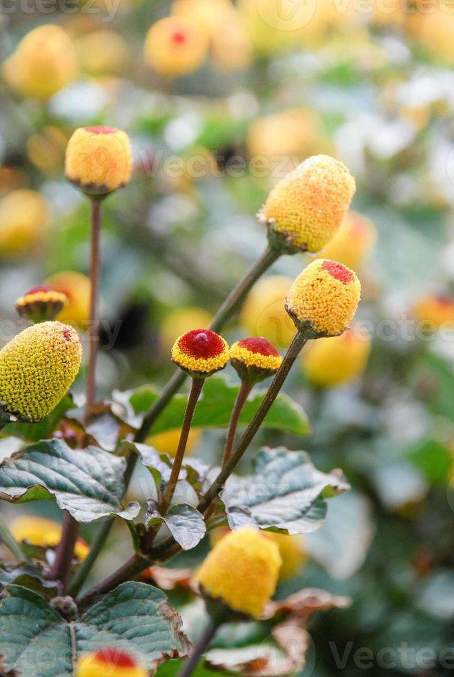 Fresh flowering para cress plant, Spilanthes oleracea, soft focus, unfocused blurred spilanthes photo