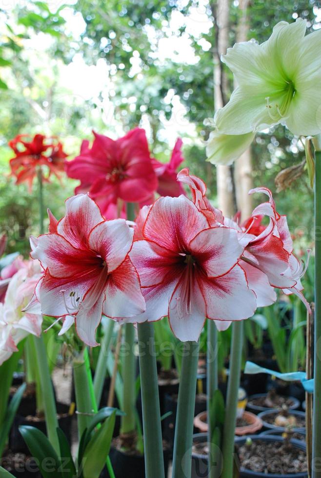 Amarylis flower, full bloom in a tropical botanical garden. Hippeastrum Amaryllis photo