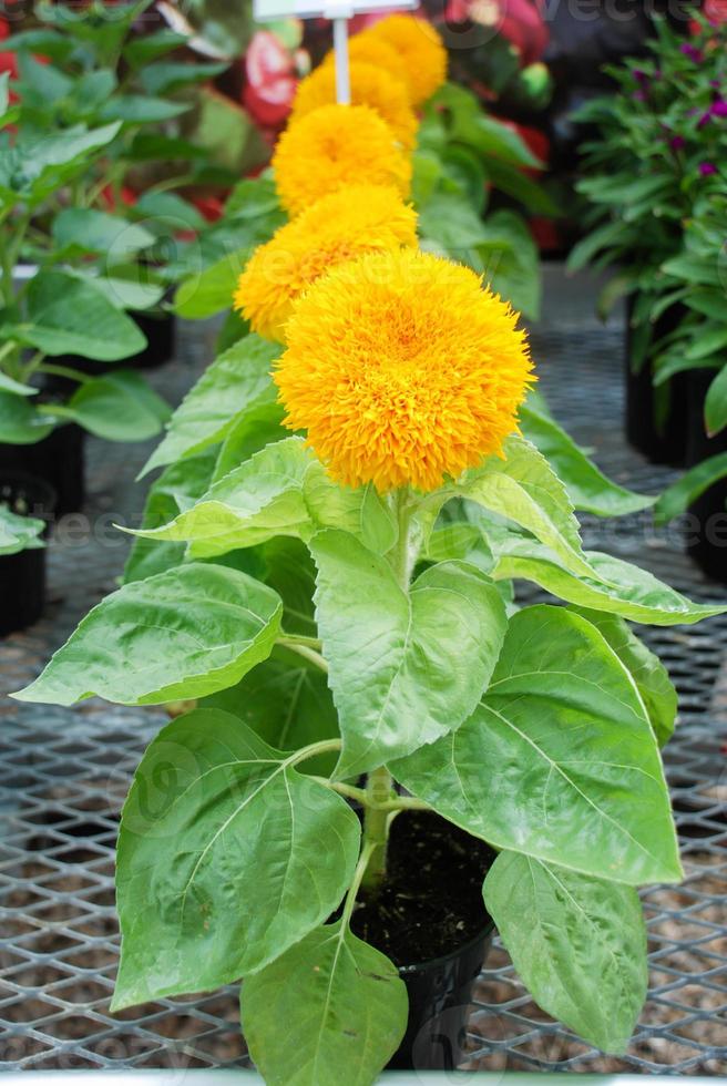 Helianthus annuus, small and potted sunflowers. small flower size full bloom photo