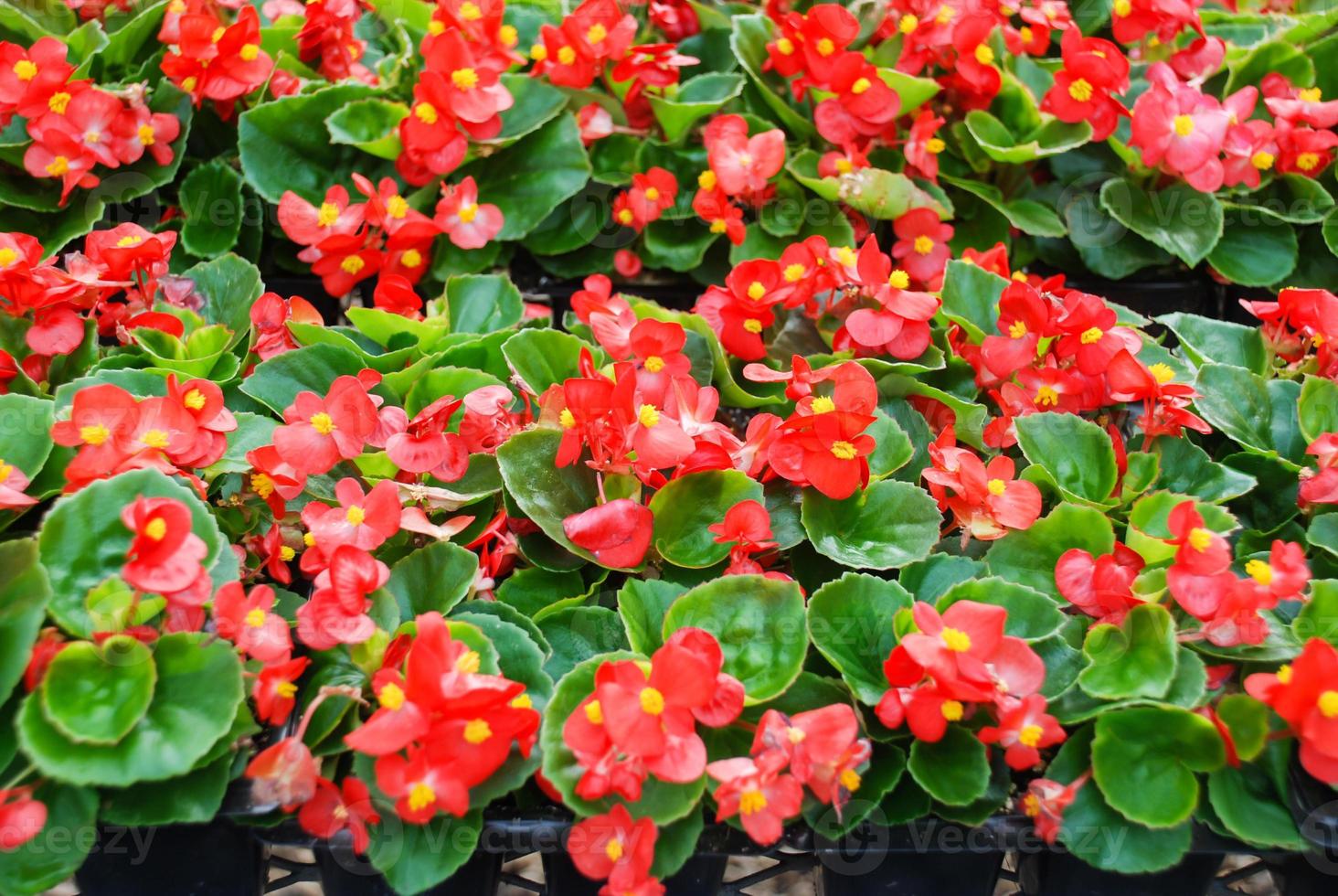 begonias, begonias semperflorens, en el jardín, begonia roja en maceta  7103683 Foto de stock en Vecteezy